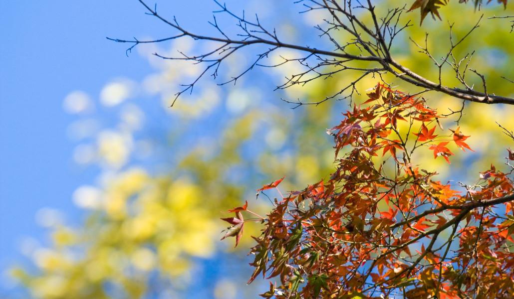 autumn