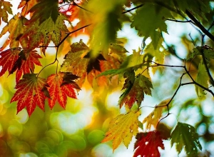 Ինչ եղանակ են կանխատեսում առաջիկա օրերի համար