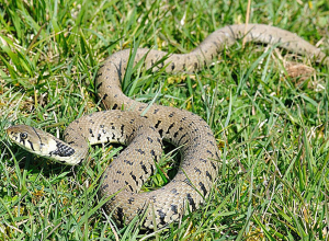 Փրկարարներն անվտանգ տարածք են տեղափոխել սեպտեմբերի 16-18-ը նկատված 7 օձերին