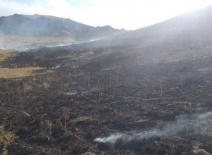 Շիրակի մարզում այրվել է մոտ 10 հա ցորենի հնձած արտ