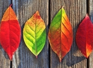 Սպասվում է առանց տեղումների եղանակ, ջերմաստիճանը կնվազի 5-7 աստիճանով