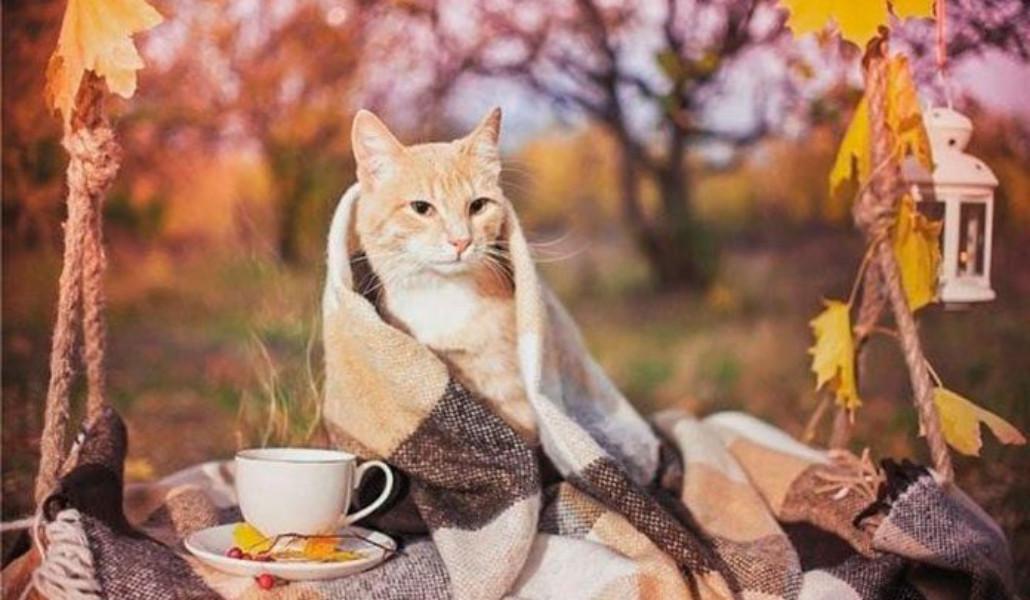 autumn 6726