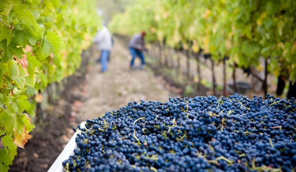 խաղողի հավաք