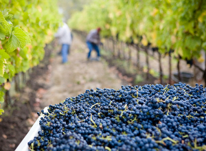 ՀՀ կառավարությունն այսօրվանից մինչև տարեվերջ 50%–ի չափով կերաշխավորի խաղող մթերողների նոր վարկերը