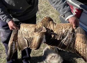 Ոստիկանները գիշերային ծառայության ժամանակ որսագողության դեպք են բացահայտել