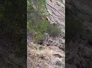 Արջի ու քոթոթների արկածները տեսանկարահանել է տեսուչ Վարդգեսը' Արփա պահպանվող լանդշաֆտում