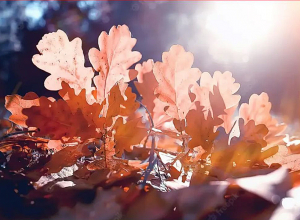 Ջերմաստիճանը բարձրանալու է