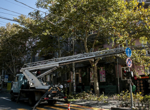 «ԿՇՄՊ» ՀՈԱԿ-ը ստանձնել է «Կարմիր» գրքում գրանցված սոսիներն էտելու պատասխանատու գործը