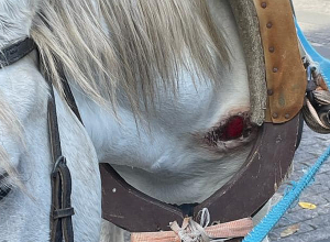 Ոստիկանության անդրադարձը Գյումրիում կառապանի կողմից ձիու նկատմամբ դաժան վերաբերմունքին