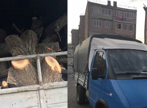 Աշտարակի ոստիկաններն ապօրինի ծառահատման դեպք են բացահայտել