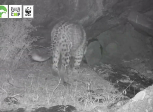 Камеры запечатлели кавказского леопарда