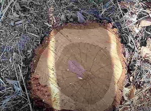 Բենզասղոցով կտրել էր 20-ից ավել պտղատու ծառեր