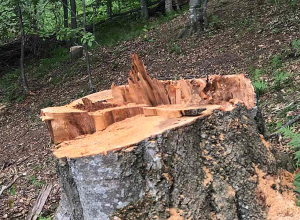 Անտառապետի և անտառապահի առերևույթ անփութության պատճառով 2000-ից ավելի ծառերի ապօրինի հատման դեպքի նախաքննությունն ավարտվել է