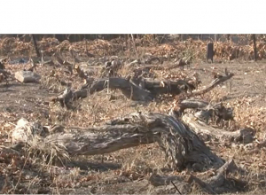 Արմավիր մարզի Խանջյան, Հացիկ, Ալաշկերտ համայանքներում, գյուղացիները քանդում են իրենց խաղողի այգիները