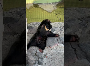 Քնկոտ արջուկը վայելում է աշունը