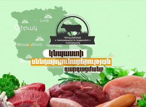 Հանրապետությունում մեկնարկել է խոշոր եղջերավոր կենդանիների համարակալում պետական պարտադիր ծրագիրը