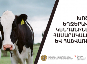 Մեկնարկել է խոշոր եղջերավոր կենդանիների համարակալումն ու հաշվառումը