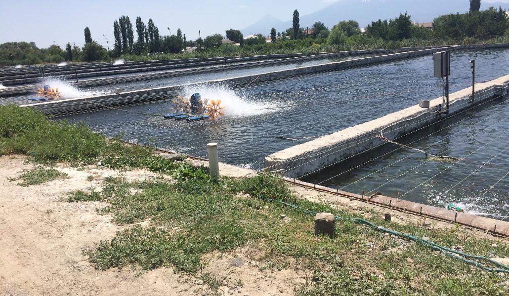 ձկնաբուծարան