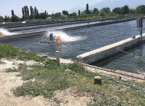 Արարատի մարզի Հայանիստ համայնքում համայնքի ձկնաբուծարանում թաղվել է 58 տոննա ձուկ