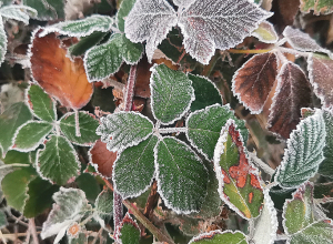 Առանձին շրջաններում սպասվում է թույլ ձյուն. 3-5 աստիճանով ցրտելու է