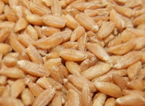 Արցախի ԳԱԱ հիմնադրամը պատրաստ է մատչելի արժեքով տրամադրել պահեստներում առկա սննդային հաճարի պաշարները