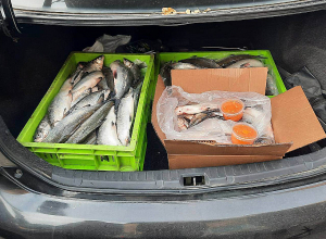 Խիստ արգելքի ընթացքում առգրավվել է 1200 կգ սիգ