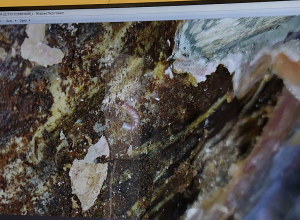 «Սևան» ազգային պարկի տարածքում սոճենիների մոտ անհայտ ծագման հիվանդություն է հայտնաբերվել