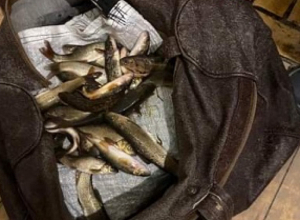 Ձկնագողություն՝ Արփա գետից