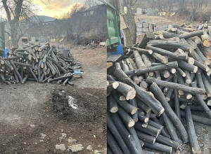 Գուգարքի ոստիկանները Եղեգնուտում բացահայտել են ապօրինի ծառահատման 3 դեպք