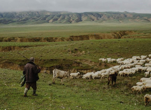 Սեպտեմբերյան ագրեսիայի ընթացքում  370 գլուխ անասուն կորցրած քաղաքացին փոխհատուցում է ստացել