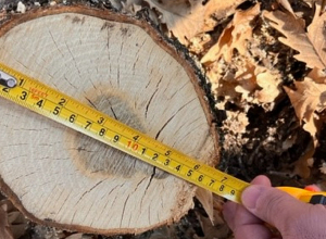 Ապօրինաբար 26 կաղնի է հատվել