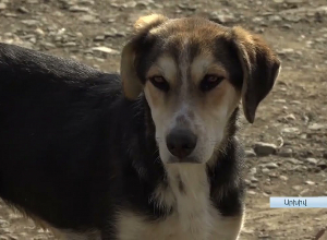 Արցախում ավելացել են  կատաղություն հիվանդության դեպքերը