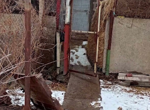 Նաիրի բաժնի քրեական հետախույզներն անասնագողության դեպք են բացահայտել