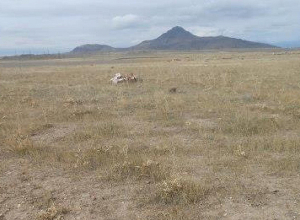 Նվիրաբերվել է Թալին համայնքի սեփականություն հանդիսացող՝ 169.8614 հեկտար ընդհանուր մակերեսով հողամասերը