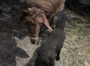 Полицейские нашли овцу и ягнёнка