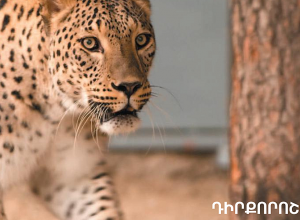 ԴԻՐՔՈՐՈՇՈՒՄ Էմերալդ ցանցի թեկնածու տարածքների և Ամուլսարի կապակցությամբ․ ՀԲՃ