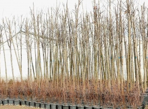 Քաղաքապետարանի ներկայացուցիչը` բարբարոսություն որակված ծառահատումների մասին