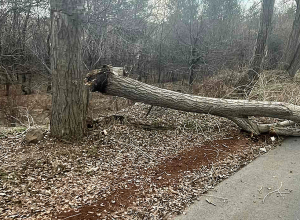 Երևան-Սևան ավտոճանապարհին ծառը տապալվել է՝ վնասելով երկու ավտոմեքենա