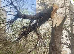 Երևանում քամին ծառեր է տապալել, վնասել ավտոմեքենաներ