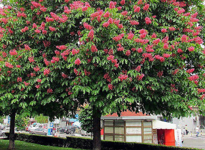 Քանաքեռ-Զեյթունում  թեղիները կփոխարինվեն Ձիակասկ սովորական և Ձիակասկ պավիա ծառատեսակներով