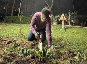 Փաշինյանը կակաչ է տնկում կառավարական առանձնատան պարտեզում