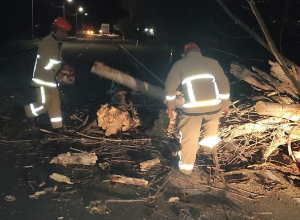 Ուժեղ քամու հետևանքով ճամփեզրյա ծառը տապալվել է ավտոճանապարհի երթևկելի հատվածում