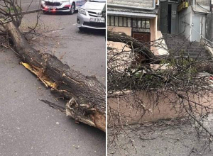 В результате ветра в Ереване повалились деревья