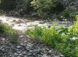 Կապտականաչ և դիատոմային ջրիմուռները՝ դոմինանտ Աղստև գետում