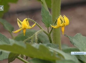 Կորցրածի փոխարեն նոր տնտեսություն է հիմնադրել