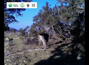 Տեսախցիկները «Խոսրովի անտառ» պետական արգելոցում լուսան են ֆիքսել