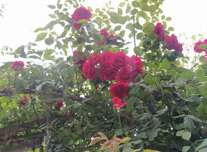 Օդի ջերմաստիճանը կնվազի