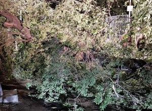 Փրկարարները կոտրված ծառը հեռացրել են ճանապարհահատվածից