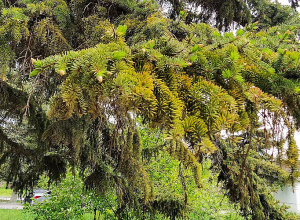 Օդի ջերմաստիճանը կնվազի
