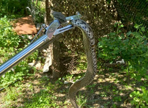 Մարտակերտ քաղաքի Ազատամարտիկների փողոցում օձ է հայտնվել